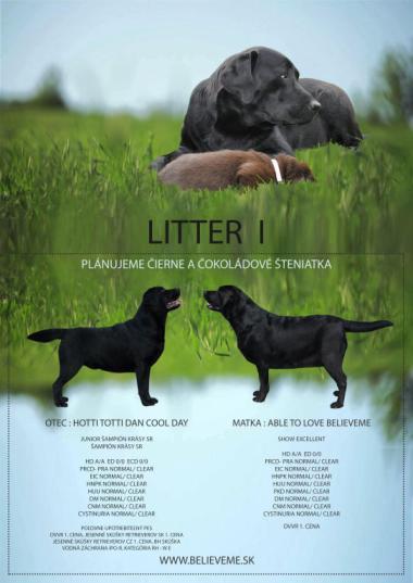 labrador LITTER I