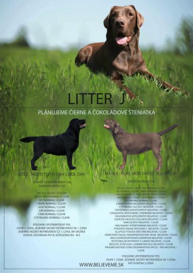 labrador LITTER J