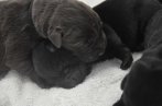 Chovatelska stanica labradorov