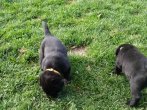 Chovatelska stanica labradorov
