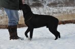 Chovatelska stanica labradorov