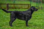 Chovatelska stanica labradorov