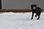 Chovatelska stanica labradorov