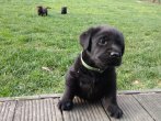 Chovatelska stanica labradorov