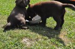 Chovatelska stanica labradorov