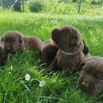 Chovatelska stanica labradorov