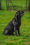 Chovatelska stanica labradorov
