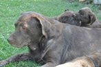 Chovatelska stanica labradorov