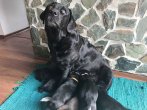 Chovatelska stanica labradorov