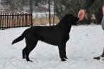 Chovatelska stanica labradorov