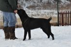 Chovatelska stanica labradorov