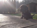 Chovatelska stanica labradorov