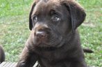 Chovatelska stanica labradorov