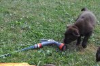 Chovatelska stanica labradorov