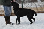 Chovatelska stanica labradorov