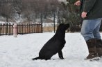 Chovatelska stanica labradorov