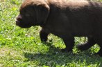 Chovatelska stanica labradorov