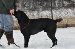 Chovatelska stanica labradorov