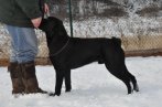Chovatelska stanica labradorov
