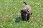 Chovatelska stanica labradorov