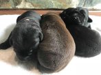 Chovatelska stanica labradorov