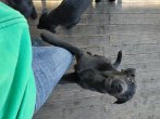 Chovatelska stanica labradorov