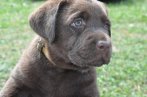 Chovatelska stanica labradorov