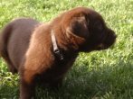 Chovatelska stanica labradorov