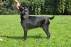 Chovatelska stanica labradorov