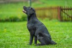 Chovatelska stanica labradorov