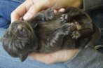 Chovatelska stanica labradorov