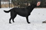 Chovatelska stanica labradorov