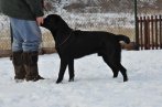 Chovatelska stanica labradorov