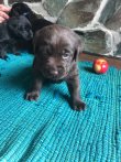 Chovatelska stanica labradorov