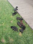 Chovatelska stanica labradorov