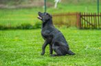Chovatelska stanica labradorov