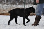 Chovatelska stanica labradorov
