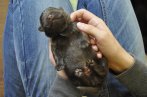 Chovatelska stanica labradorov