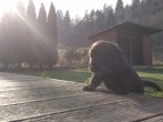 Chovatelska stanica labradorov