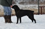 Chovatelska stanica labradorov