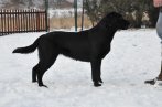 Chovatelska stanica labradorov
