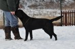 Chovatelska stanica labradorov