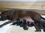 Chovatelska stanica labradorov