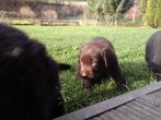 Chovatelska stanica labradorov