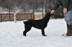 Chovatelska stanica labradorov