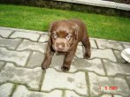 Chovatelska stanica labradorov