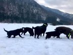 Chovatelska stanica labradorov