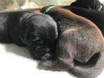 Chovatelska stanica labradorov
