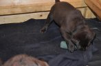 Chovatelska stanica labradorov