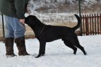 Chovatelska stanica labradorov